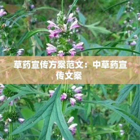 草药宣传方案范文：中草药宣传文案 