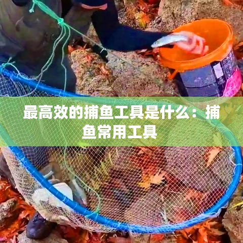 最高效的捕鱼工具是什么：捕鱼常用工具 