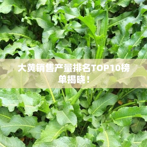 大黄销售产量排名TOP10榜单揭晓！