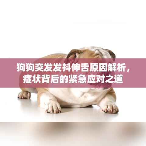 狗狗突发发抖伸舌原因解析，症状背后的紧急应对之道