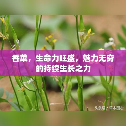 香菜，生命力旺盛，魅力无穷的持续生长之力