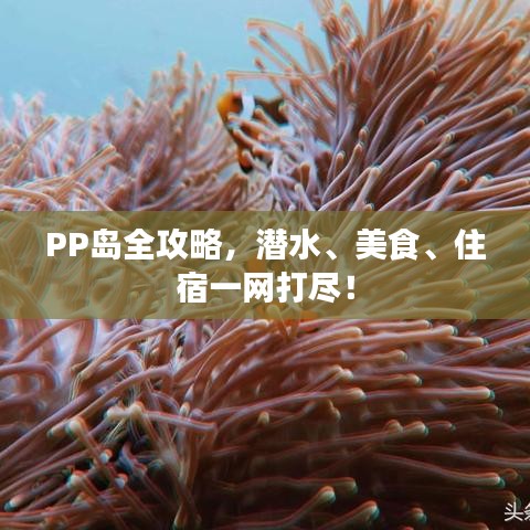 PP岛全攻略，潜水、美食、住宿一网打尽！