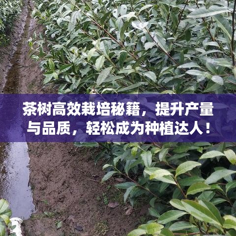 茶树高效栽培秘籍，提升产量与品质，轻松成为种植达人！