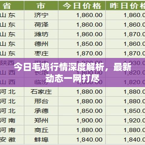 今日毛鸡行情深度解析，最新动态一网打尽