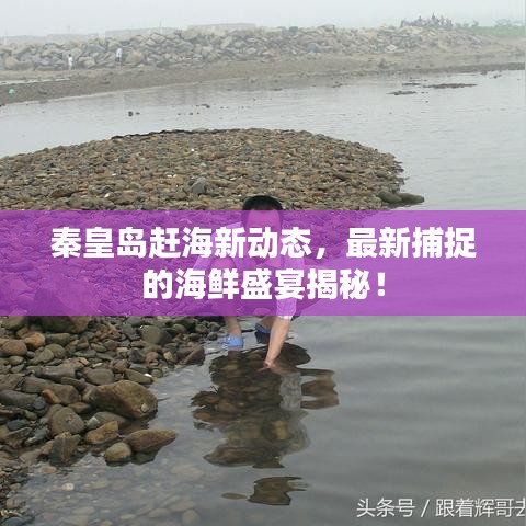 秦皇岛赶海新动态，最新捕捉的海鲜盛宴揭秘！