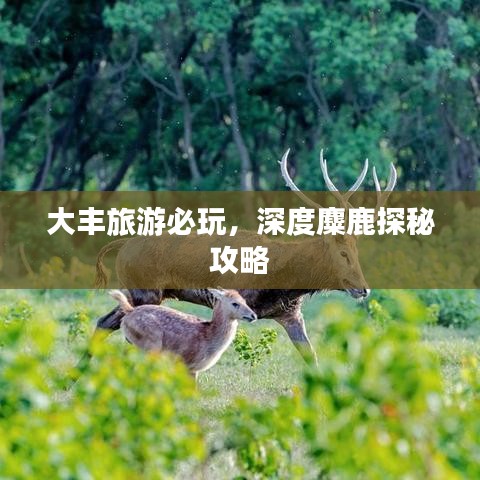 大丰旅游必玩，深度麋鹿探秘攻略