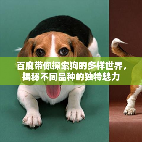 百度带你探索狗的多样世界，揭秘不同品种的独特魅力