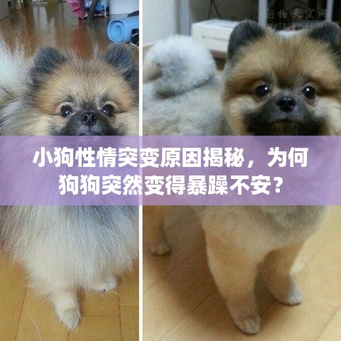 小狗性情突变原因揭秘，为何狗狗突然变得暴躁不安？