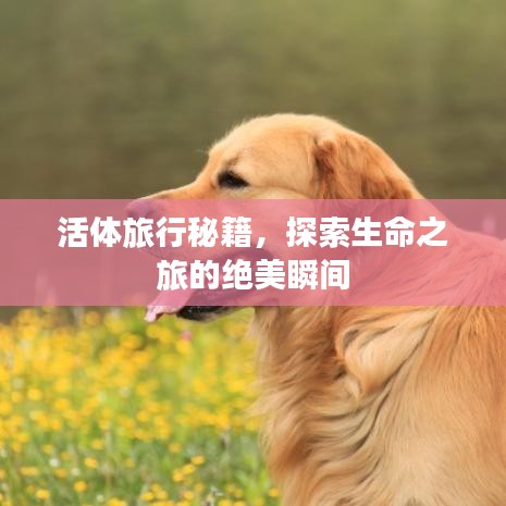 活体旅行秘籍，探索生命之旅的绝美瞬间