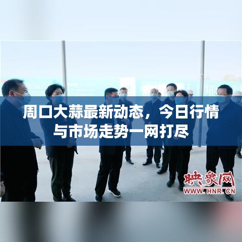 周口大蒜最新动态，今日行情与市场走势一网打尽