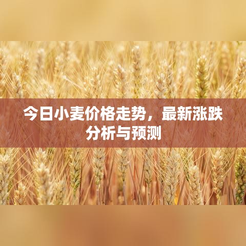 今日小麦价格走势，最新涨跌分析与预测