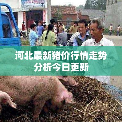 河北最新猪价行情走势分析今日更新