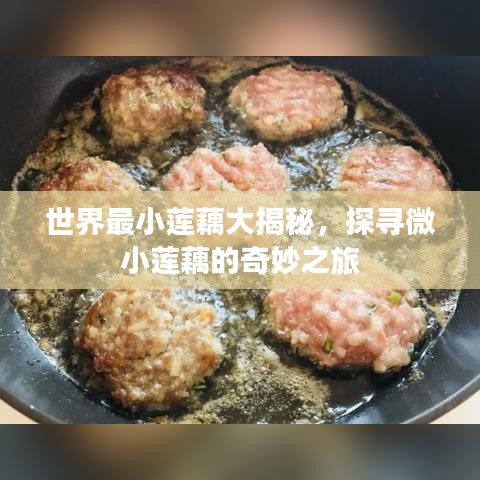世界最小莲藕大揭秘，探寻微小莲藕的奇妙之旅